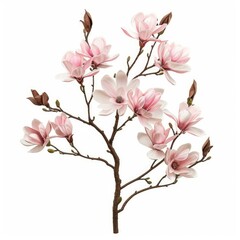 Obraz premium Beautiful pink magnolia flowers blooming on a branch against a clean white background, perfect for spring and nature themed designs