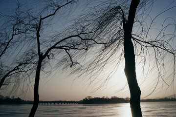 winter willow in summer palace of China © JJ GRAYCAT