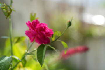 Red rose macro close up