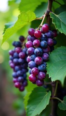 Vine covered in small purple grapes hanging from stems, tropical, ripening