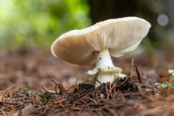 A mushroom is sitting on the ground with its cap facing up