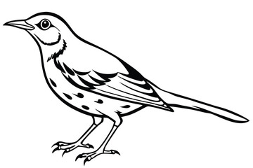 Obraz premium Illustrated Song Thrush Monochrome Vector Drawing of a European Bird with Spots and Feathers