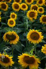 Fototapeta premium field of sunflowers