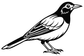 Obraz premium Elegant Monochrome Magpie Illustration Detailed Bird Artwork with Bold Black and White Contrast