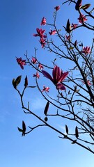 Close-Up of Pink Blossoms on Tree Branch in Spring Sunlight
