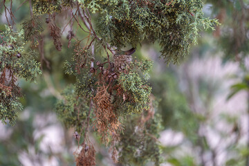 colibrí en su nido en árbol frondoso © AnaPliego