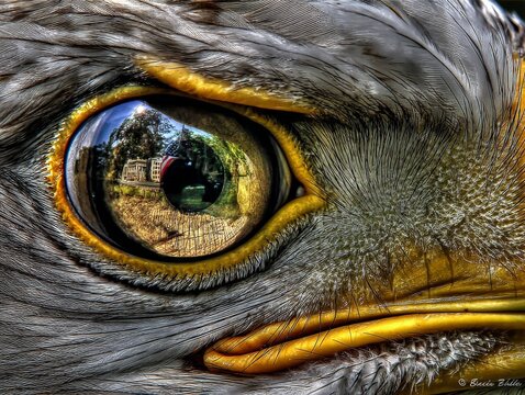 Ojo de &aacute;guila imperial, reflejo de Norteam&eacute;rica, en la mirada, poder y capitalismo.