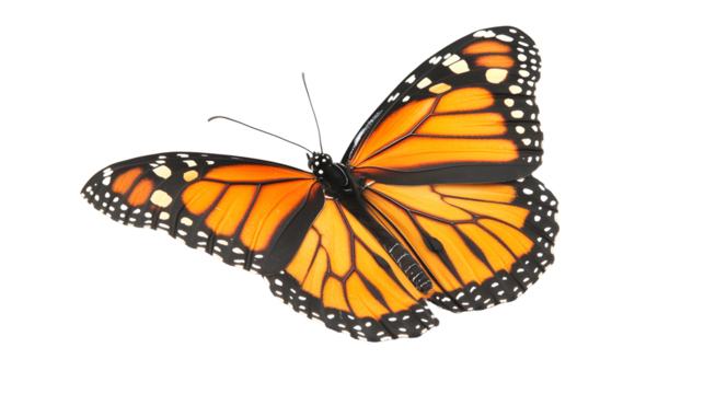 A large orange butterfly with black and white stripes