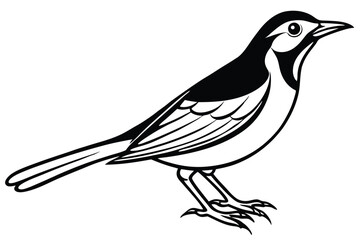 Black and White Graphic Illustration of a Standing Pied Wagtail Bird Drawing