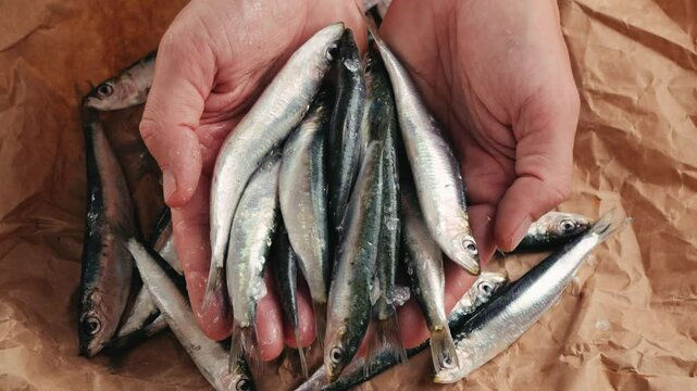 Fresh Sea sardines and Anchovy Fish and Mullus On Display On Ice On Market Store Shop. Seafood Fish Background, sprats, smelt close up stand of small salty white fish.