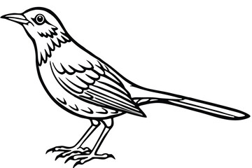 Outlined bird with long tail and sharp claws standing in graphic form