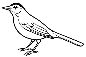 Line Art Illustration of a Songbird Standing with Detailed Wing and Feather Design