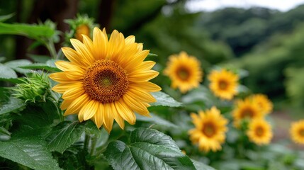 Obraz premium Sunflowers glow brightly as they fully bloom, illuminated by warm sunlight against a blurred background featuring a deep blue sky, creating a vibrant atmosphere.