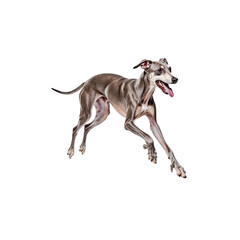Obraz premium Greyhound in mid-air leap: A magnificent greyhound leaps through the air with grace and power on background. A symphony of muscle and motion captured in a single frame.