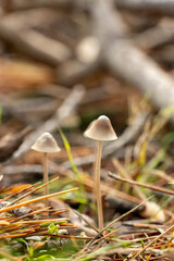 Three mushrooms are growing in a field of grass