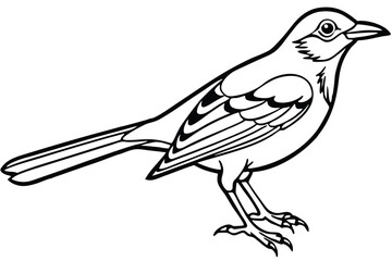 Black and White Line Art Depicting a Standing Bird with Long Tail