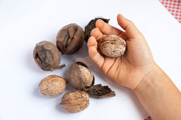 Top view of children's hand holding inshell walnut with other walnuts with shells and skins on table