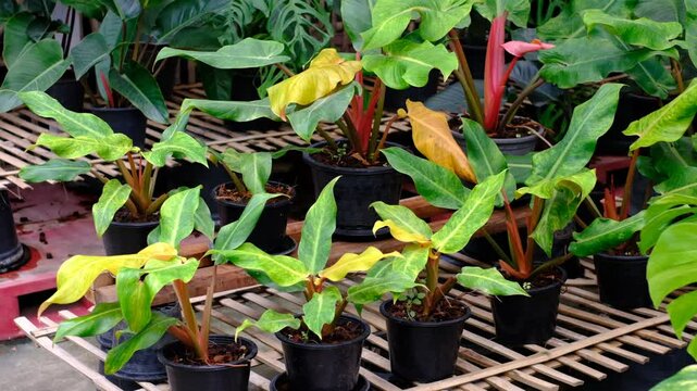A row of potted plants with green leaves and red stems. The plants are arranged on a wooden shelf