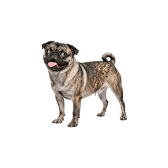 Adorable Pug in Playful Pose: A delightful pug stands in a playful posture, with a tongue-out expression and a look of pure happiness. showcasing a moment of joy and canine charisma.