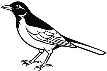 Detailed Black and White Line Art Illustration of a Magpie Bird Standing Sideways