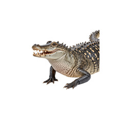 Obraz premium Apex Predator: A formidable alligator, its textured hide and powerful jaws speak of its raw, untamed power. A snapshot of nature's marvel, its presence evokes a sense of primal dominance.