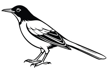 Illustration of a LongTailed Magpie with Black and White Feathers Standing Profile