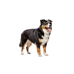 Fototapeta premium Australian Shepherd Dog Portrait: A handsome Australian Shepherd stands proudly, showcasing its distinctive tri-color coat and alert expression. Its tongue hangs playfully out.