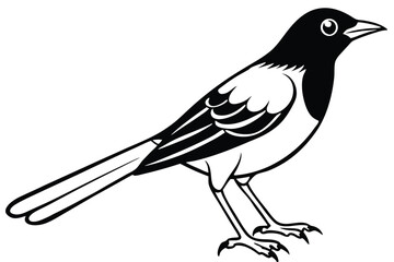 Black and White Illustration of a Standing Magpie Bird with Defined Feathers and Claws