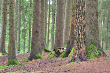 Trees in a fir forest.