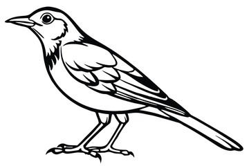 Line Art Illustration of a Standing Songbird, Feathers, Beak, and Claws Clearly Defined
