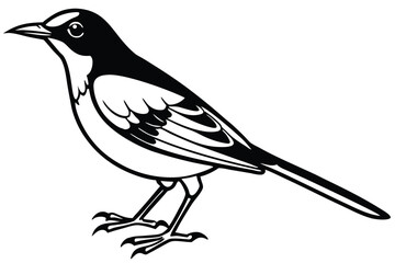 Stylized Black and White Illustration of a Magpie Bird with Detailed Feather Markings
