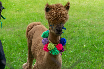 Brown alpaca with a colorful pom-pom necklace standing on green grass. The animal has a trimmed...