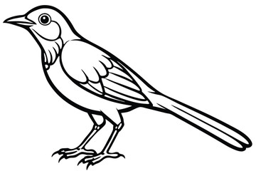 Detailed black and white illustration of a standing bird with a long tail