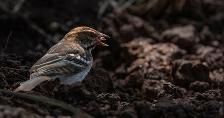 sparrow on the groundeating termites