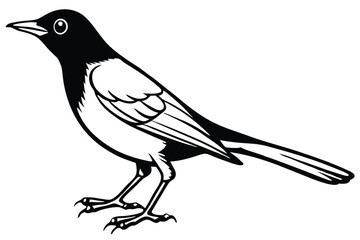 Stylized Black and White Illustration of a Magpie Bird Standing Still