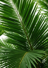 Obraz premium Close up of a palm leaf isolated on transparent background