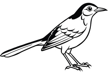Elegant Black and White Wagtail Bird Illustration with Detailed Line Art Design