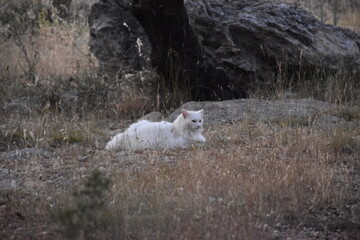 Another White Cat