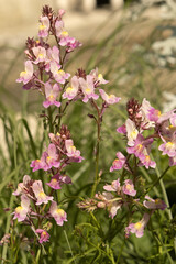 Obraz premium Fleurs de Linaria maroccana