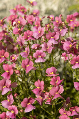 Nemesia	