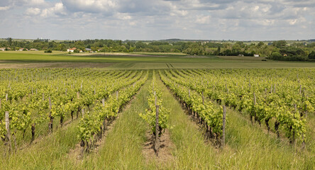 Vignoble charentais 
