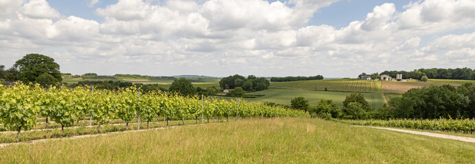 Vignoble charentais 