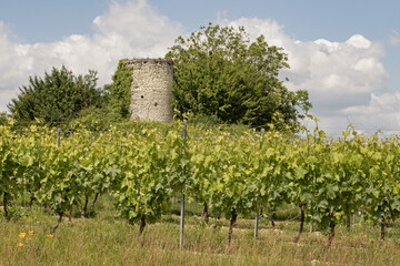 Vignoble charentais 