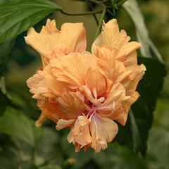 Fototapeta premium Fleur d'hibiscus orange lion's tail