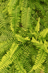 Feuillage de fougère