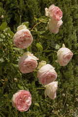 Rosier Pierre de Ronsard	