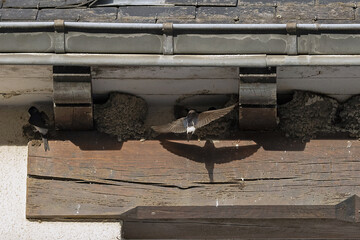Nids d'hirondelles sous le bord d'une toiture