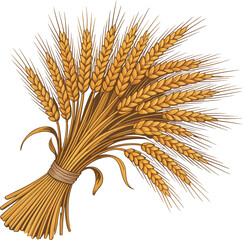 Bunch of golden wheat ears tied with twine 