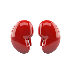 human kidney and Urinary System, Visual representation of the human kidney and urinary system, isolated on transparent background