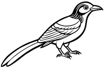 Black and White Line Art Illustration of a Bird with Long Tail Feathers